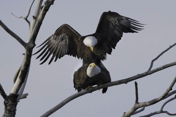 Two bald eagles in leafless tree