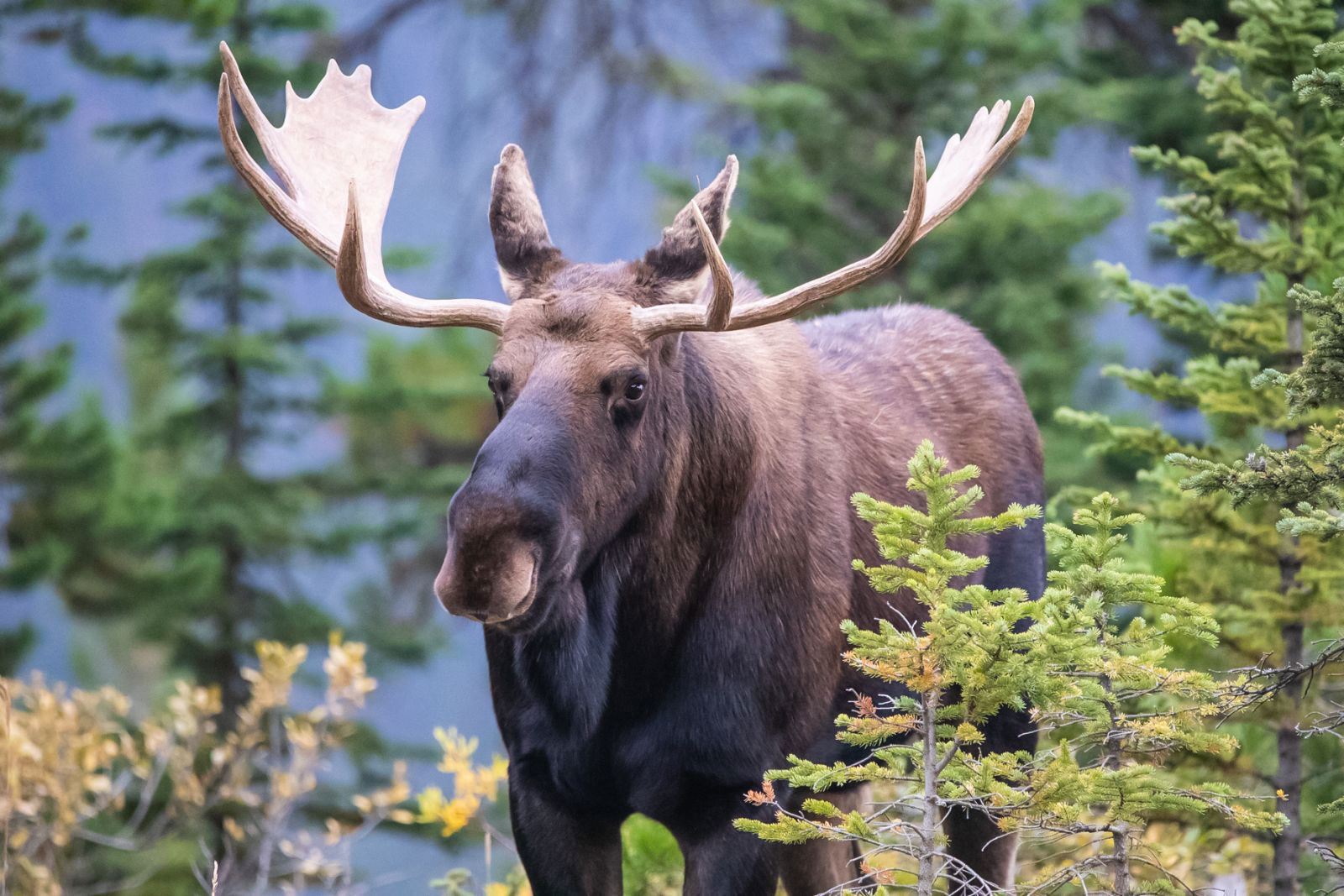 Bull moose with antlers