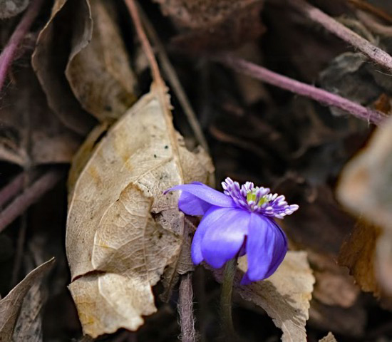 Blue flower against brown leaves