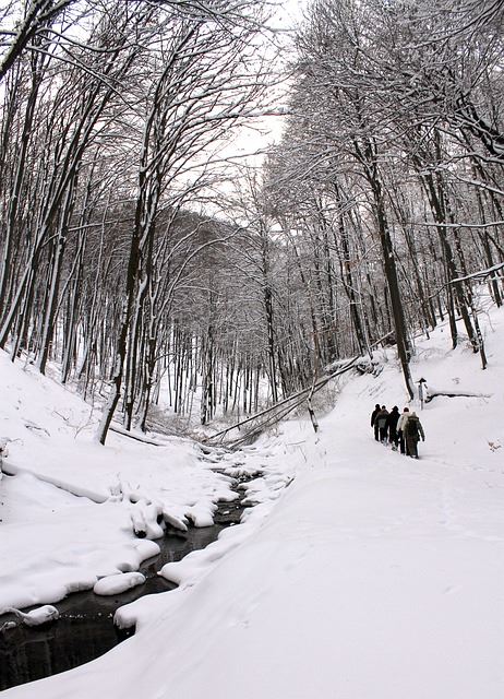 Group of hikers in winter walking in snow along stream in wooded area