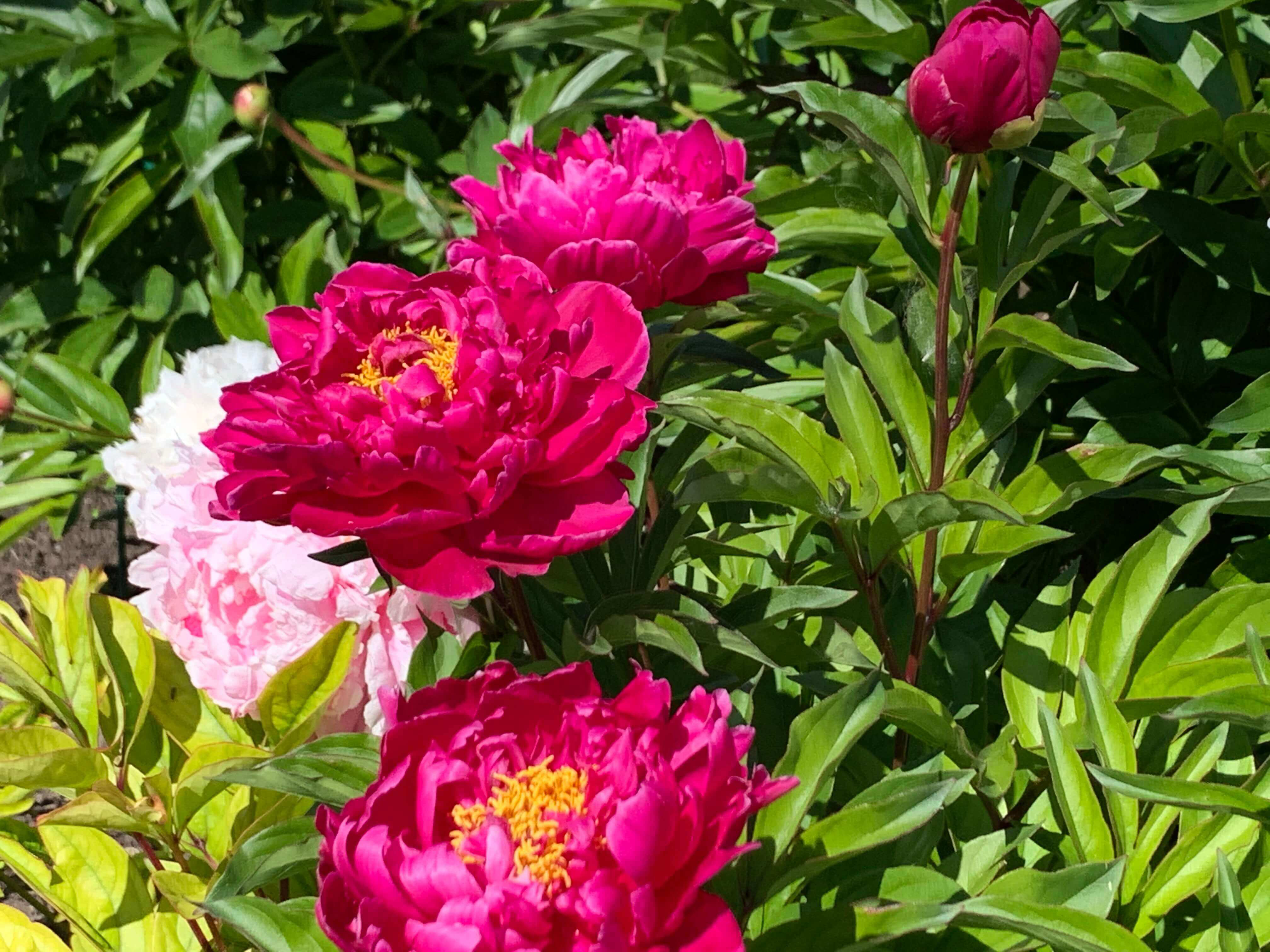Red and white peony blooms