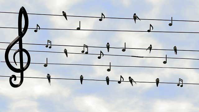 Birds musical notation