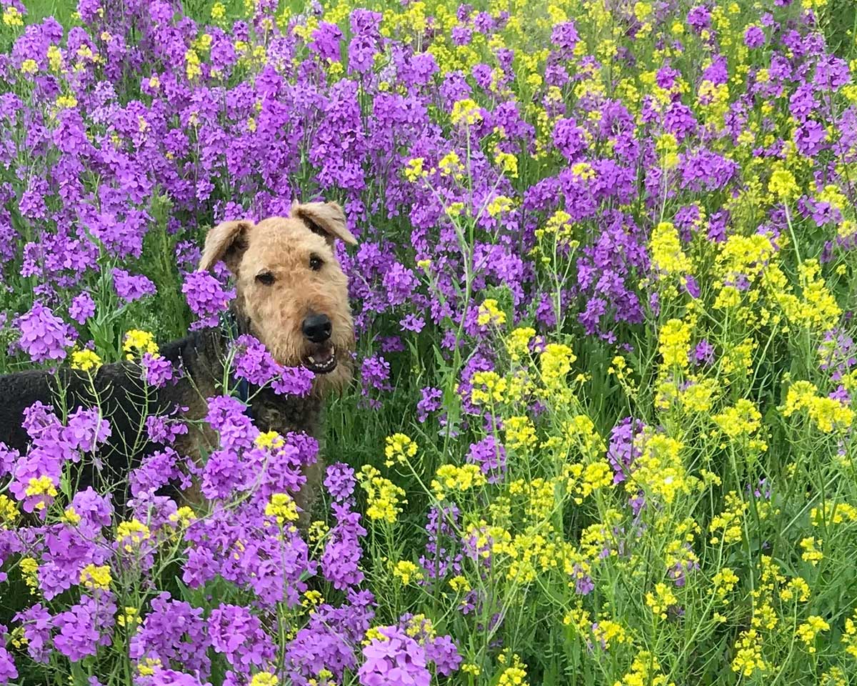 Airedale dog in field of purple and yellow flowers