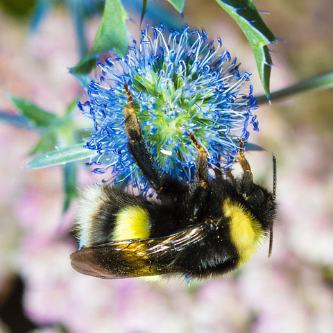 Bee on globe thistle flower
