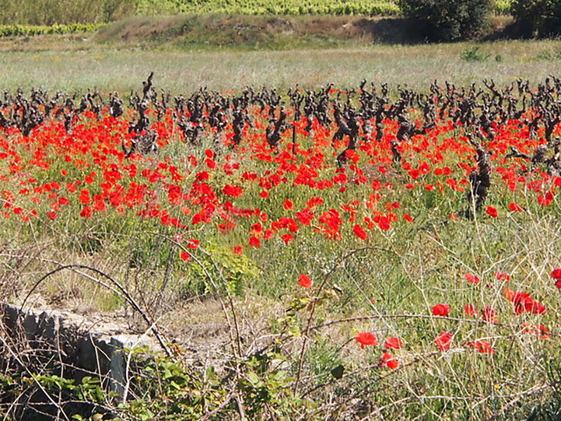 A poppy field in France