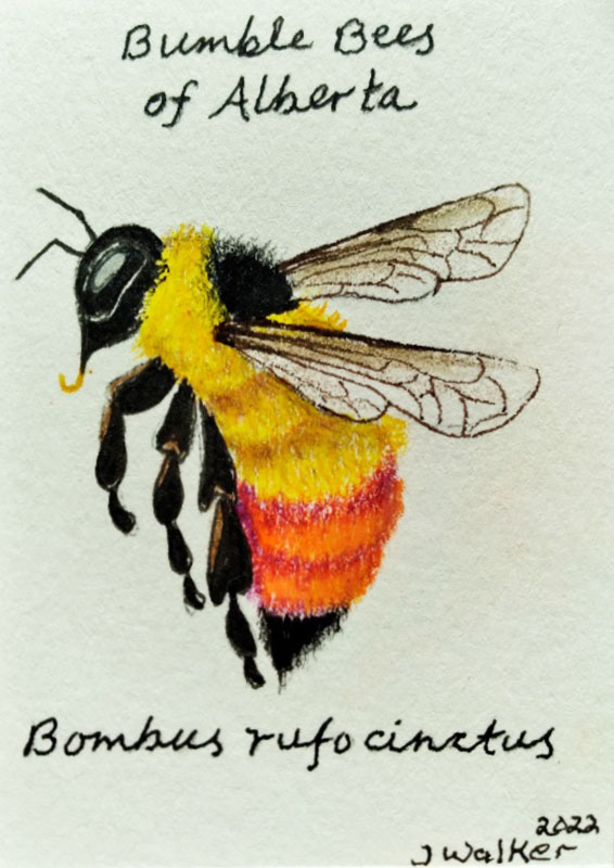 Bumblebee trading card