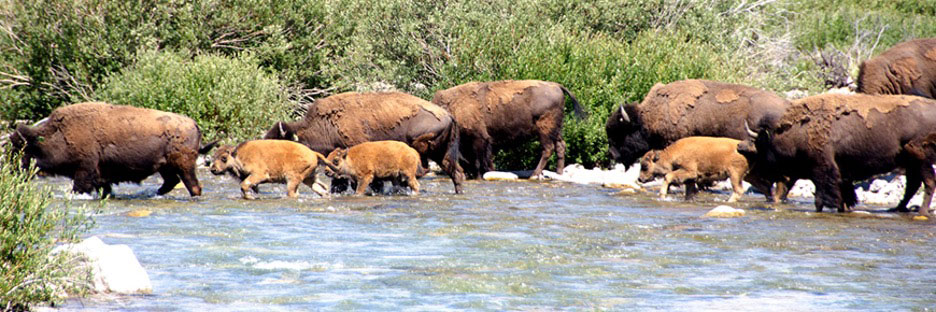 Bison herd crossing a stream