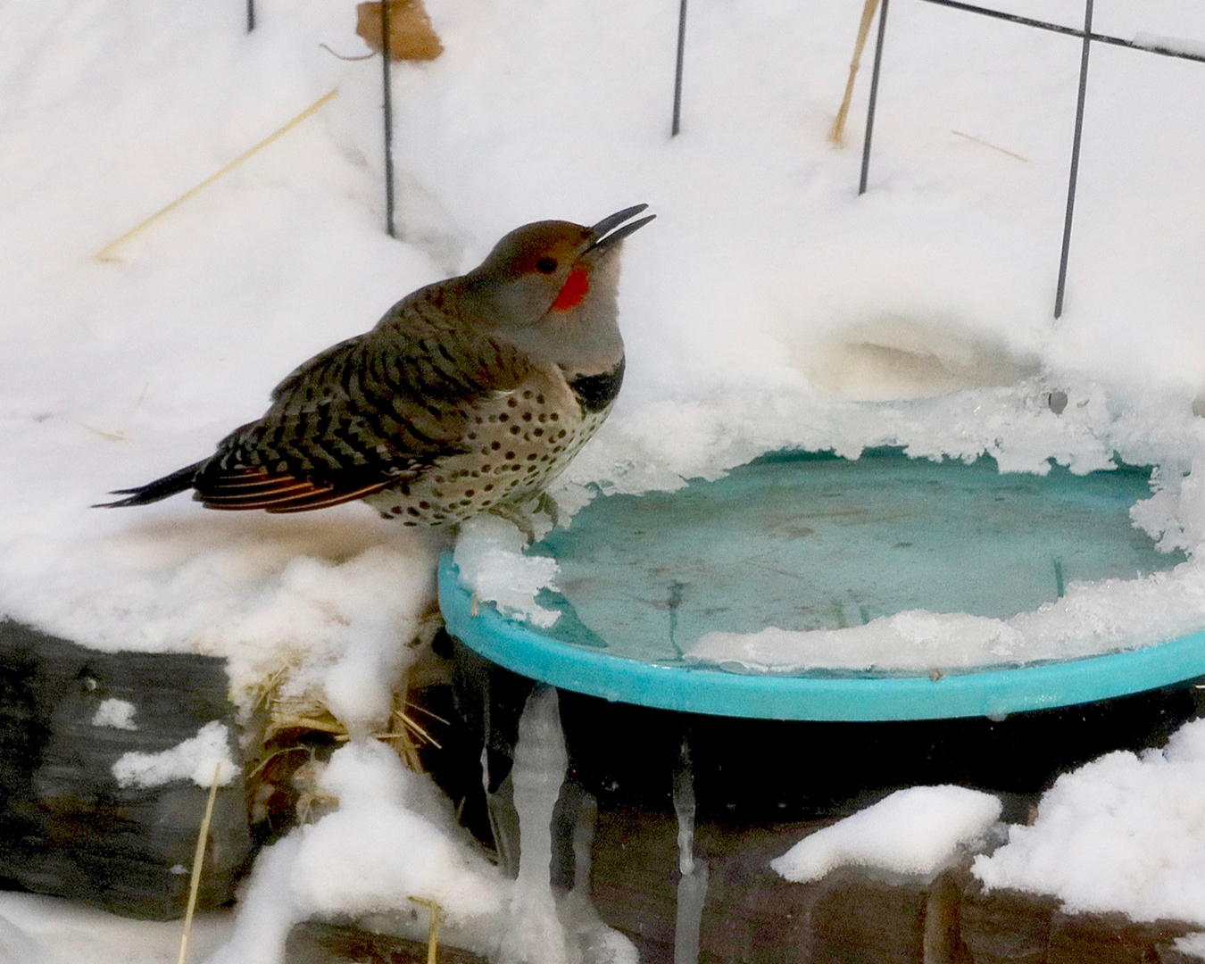 Flicker in winter at a snow-covered birdbath