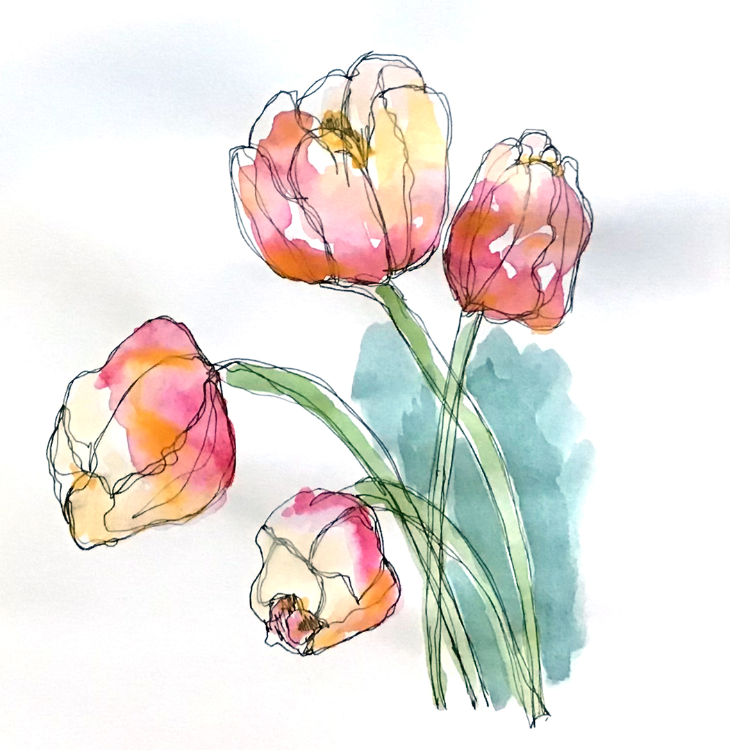 Pink tulips ink and watercolour sketch