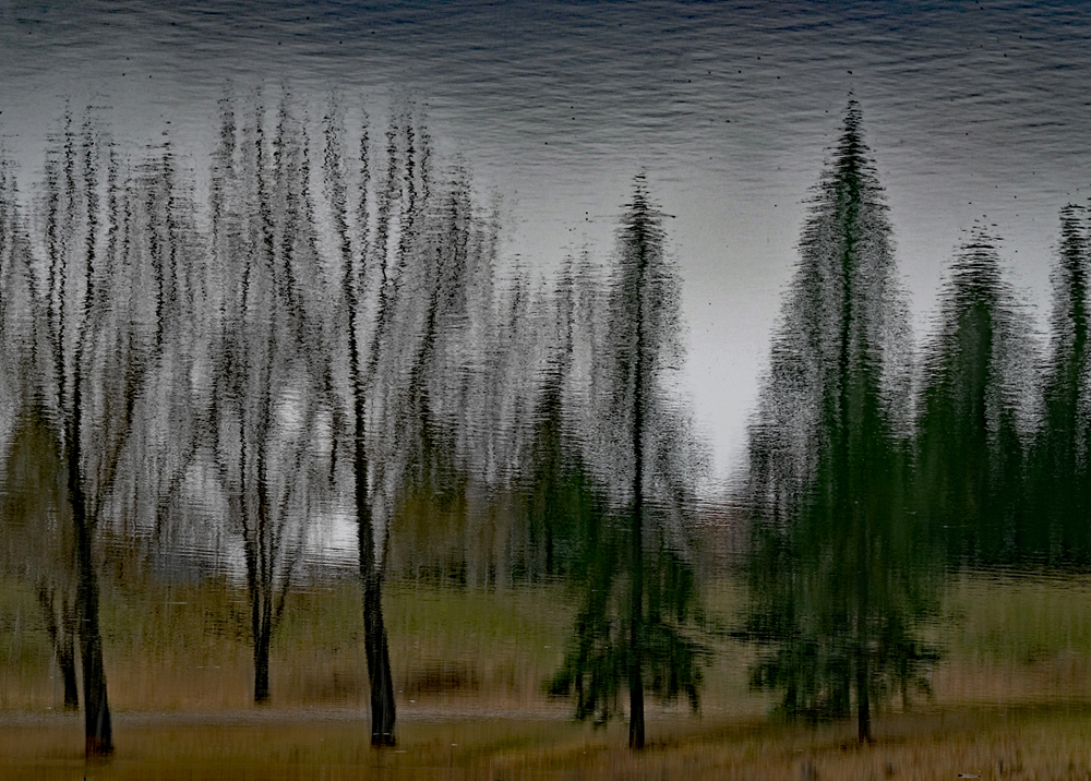 Photo of trees reflected in water, inverted so the water is in the position of the sky