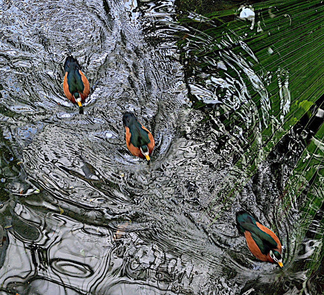 Three ducks swimming in the river, photographed from above