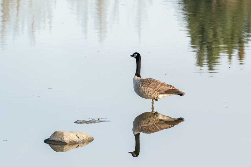 Goose and reflection on still pond