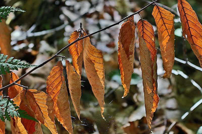 Texture - autumn leaves